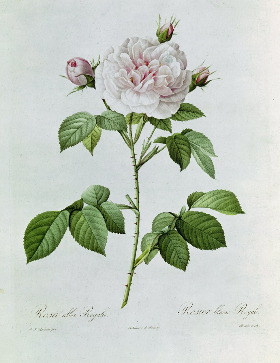 Claude-Antoine Thory Les Roses. Illustration: Rosa Alba Regalis